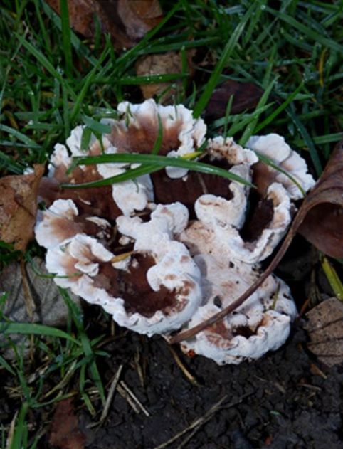 Archetypal rosette forming at the base of whitebeam in Basildon, Essex
